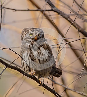 Eurasian Pigmy Owl in a fir grove