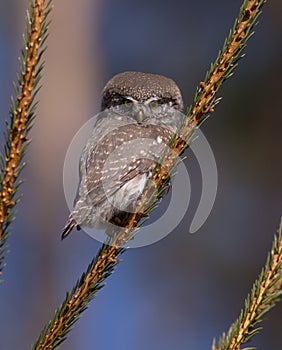 Eurasian Pigmy Owl - Glaucidium passerinum