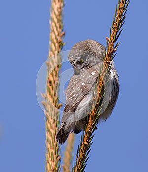 Eurasian Pigmy Owl - Glaucidium passerinum