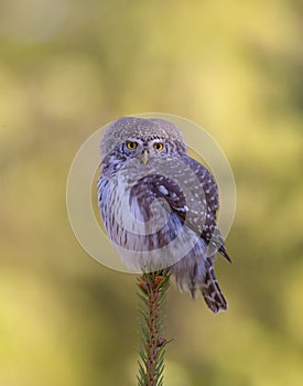 Eurasian Pigmy Owl - Glaucidium passerinum