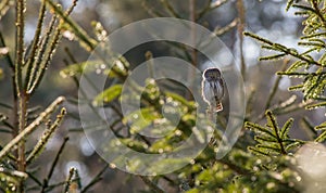 Eurasian Pigmy Owl - Glaucidium passerinum