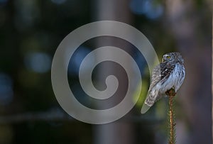 Eurasian Pigmy Owl - Glaucidium passerinum