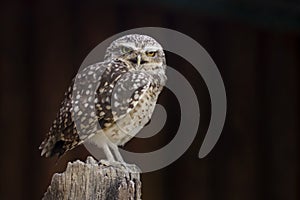 Eurasian Pygmy-owl