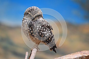 Eurasian Pygmy Owl photo