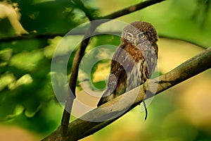 Eurasian Pygmy-Owl