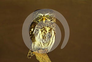 Eurasian pygmy owl Glaucidium passerinum