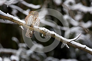 The Eurasian pygmy owl Glaucidium passerinum