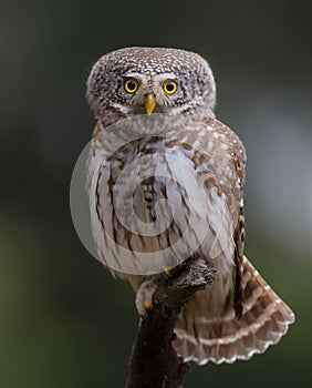 Eurasian Pygmy Owl - Glaucidium passerinum