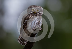 Eurasian Pygmy Owl - Glaucidium passerinum