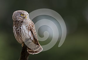 Eurasian Pygmy Owl - Glaucidium passerinum