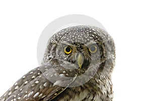 Eurasian pygmy owl (Glaucidium passerinum) closeup.