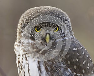 Eurasian pygmy owl (Glaucidium passerinum) closeup