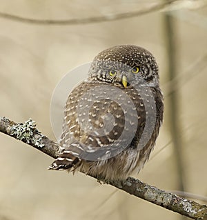 Eurasian pygmy owl (Glaucidium passerinum) looking back