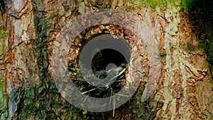 Eurasian Pygmy-Owl Glaucidium passerinum looking from the nest hole in the forest. Small european owl looking from the nesting hol