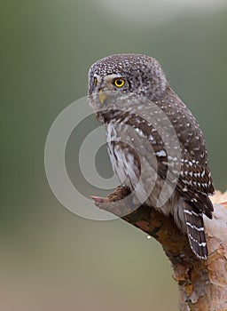 Eurasian Pygmy Owl - Glaucidium passerinum - male