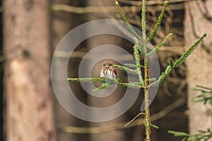 Eurasian pygmy owl (Glaucidium passerinum) a medium-sized bird of prey with brown plumage, the animal sits