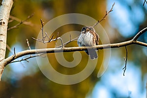 The Eurasian pygmy owl Glaucidium passerinum perching on a twig in the forest at sunset. Detailed side view