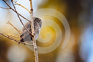 The Eurasian pygmy owl Glaucidium passerinum perching on a twig in the forest at sunset. Detailed side view