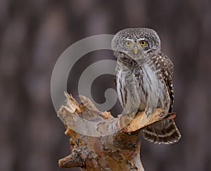 Eurasian Pygmy Owl - Glaucidium passerinum photo