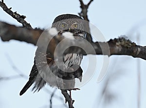 Eurasian pygmy owl Glaucidium passerinum with shrew on it`s claws.