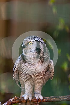 Eurasian pygmy owl Glaucidium passerinum sits on a branch