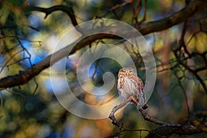 Eurasian Pygmy-Owl - Glaucidium passerinum sitting on the branch in the colourful forest in summer. Small european owl with the
