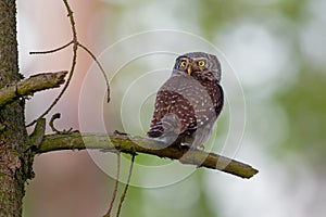 Eurasian Pygmy-Owl - Glaucidium passerinum sitting on the branch in the forest in summer. Small european owl with the green and