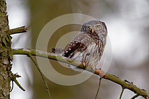 Eurasian Pygmy-Owl - Glaucidium passerinum sitting on the branch in the forest in summer. Small european owl with the green and