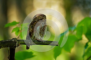 Eurasian Pygmy-Owl - Glaucidium passerinum sitting on the branch and looking for the prey in the forest in summer. Small european