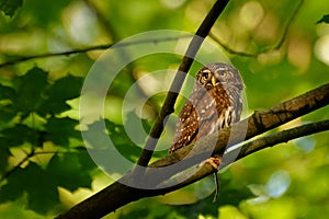Eurasian Pygmy-Owl - Glaucidium passerinum sitting on the branch with the prey in the forest in summer.