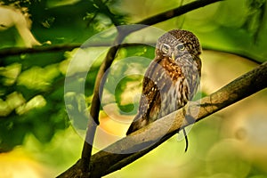 Eurasian Pygmy-Owl - Glaucidium passerinum sitting on the branch with the prey in the forest in summer.