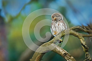 Eurasian Pygmy-Owl - Glaucidium passerinum sitting on the branch with the prey in the forest in summer. Small european owl with