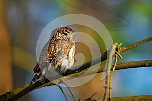 Eurasian Pygmy-Owl - Glaucidium passerinum sitting on the branch with the prey in the forest in summer. Small european owl with