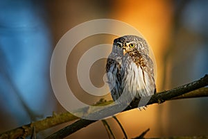 Eurasian Pygmy-Owl - Glaucidium passerinum sitting on the branch with the prey in the forest in summer. Small european owl with