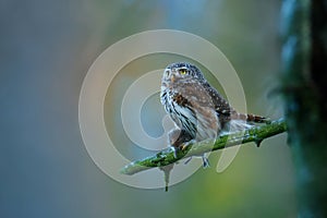 Eurasian Pygmy-Owl - Glaucidium passerinum sitting on the branch with the prey in the forest in summer. Small european owl with