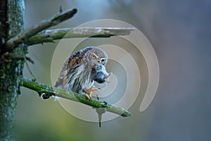 Eurasian Pygmy-Owl - Glaucidium passerinum sitting on the branch with the prey in the forest in summer. Small european owl with