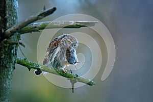 Eurasian Pygmy-Owl - Glaucidium passerinum sitting on the branch with the prey in the forest in summer. Small european owl with