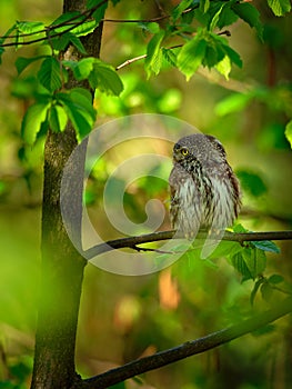 Eurasian Pygmy-Owl - Glaucidium passerinum sitting on the branch with the prey in the forest in summer. Small european owl with