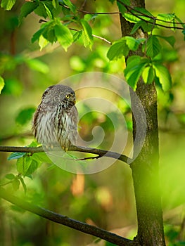 Eurasian Pygmy-Owl - Glaucidium passerinum sitting on the branch with the prey in the forest in summer. Small european owl with