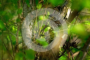 Eurasian Pygmy-Owl - Glaucidium passerinum sitting on the branch with the prey in the forest in summer. Small european owl with