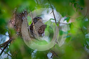 Eurasian Pygmy-Owl - Glaucidium passerinum sitting on the branch with the prey in the forest in summer. Small european owl with