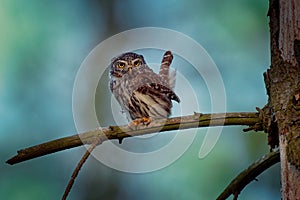 Eurasian Pygmy-Owl - Glaucidium passerinum sitting on the branch with the prey in the forest in summer. Small european owl with