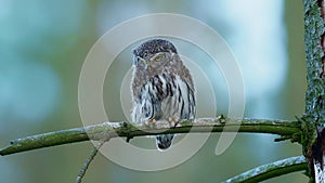 Eurasian Pygmy-Owl - Glaucidium passerinum sitting on the branch with the prey in the forest in summer. Small european owl with