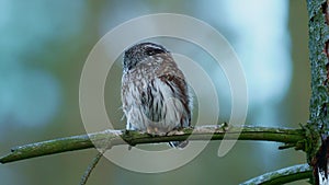 Eurasian Pygmy-Owl - Glaucidium passerinum sitting on the branch with the prey - small rodent in the forest in summer.