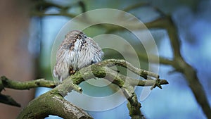 Eurasian Pygmy-Owl - Glaucidium passerinum sitting on the branch with the prey - small rodent in the forest in summer.