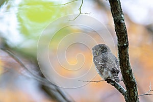 An Eurasian pygmy owl (Glaucidium passerinum), smallest owl in Europe sits on a branch.
