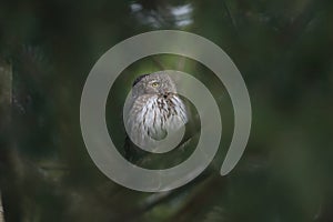 Eurasian pygmy owl (Glaucidium passerinum) Swabian Jura Germany