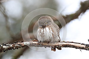 Eurasian pygmy owl (Glaucidium passerinum) Swabian Jura Germany