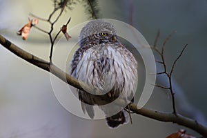 Eurasian pygmy owl (Glaucidium passerinum) Swabian Jura Germany