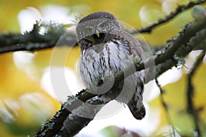 Eurasian pygmy owl (Glaucidium passerinum) Swabian Jura Germany